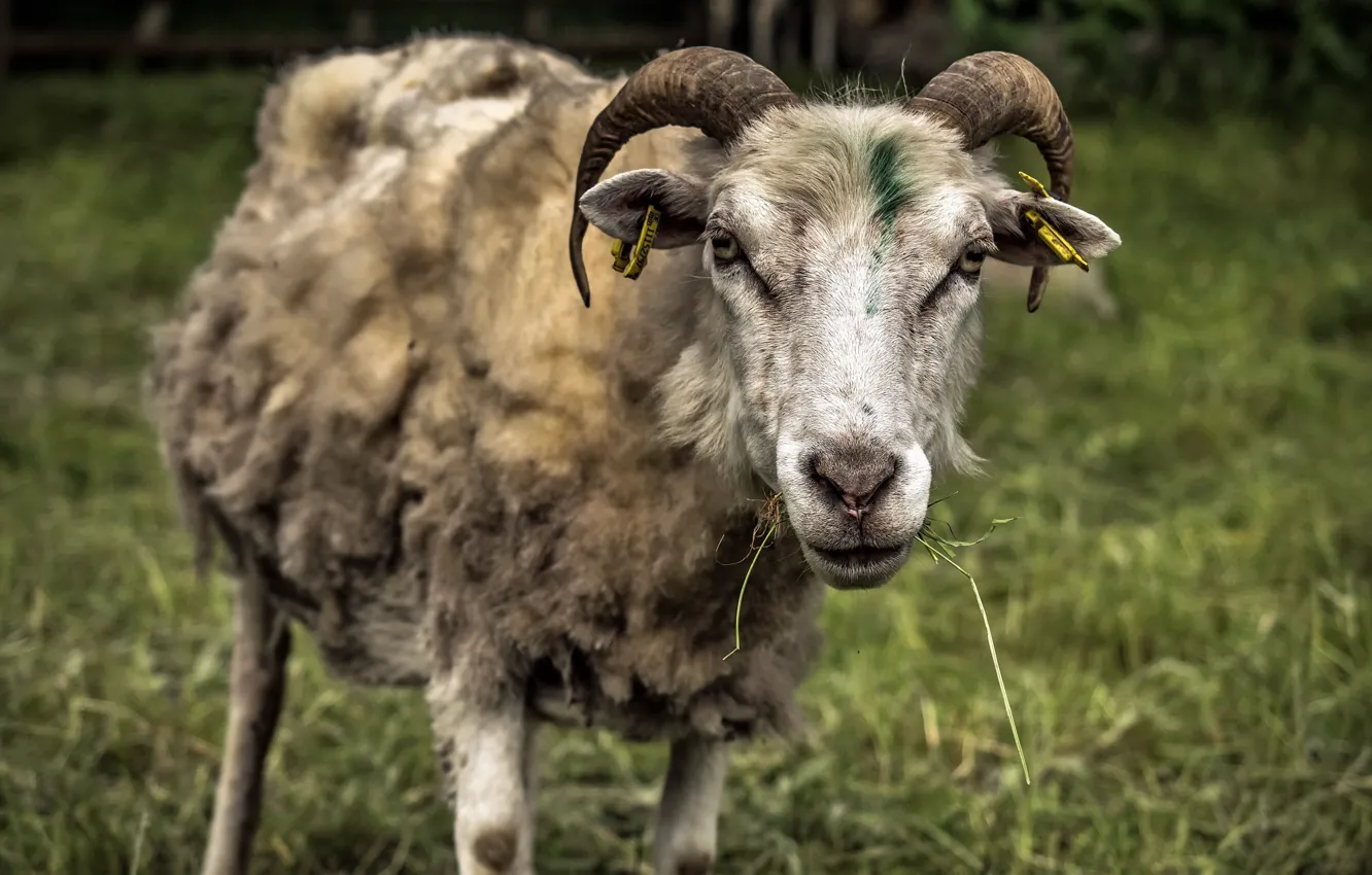 Photo wallpaper look, background, sheep