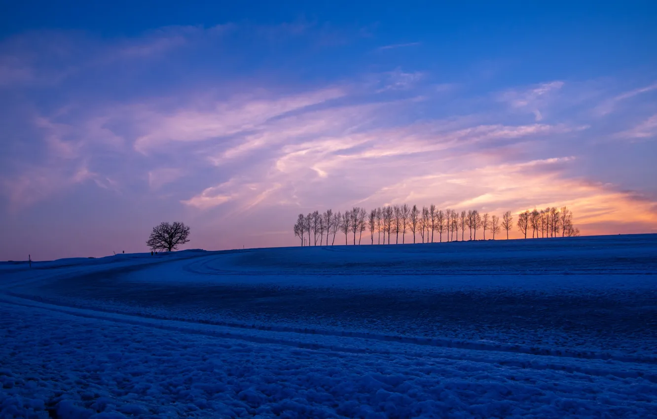Photo wallpaper field, trees, sunset