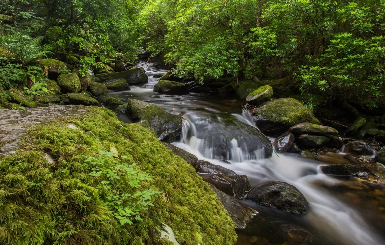 Photo wallpaper forest, water, trees, nature, stream, stones, Ireland, Ireland