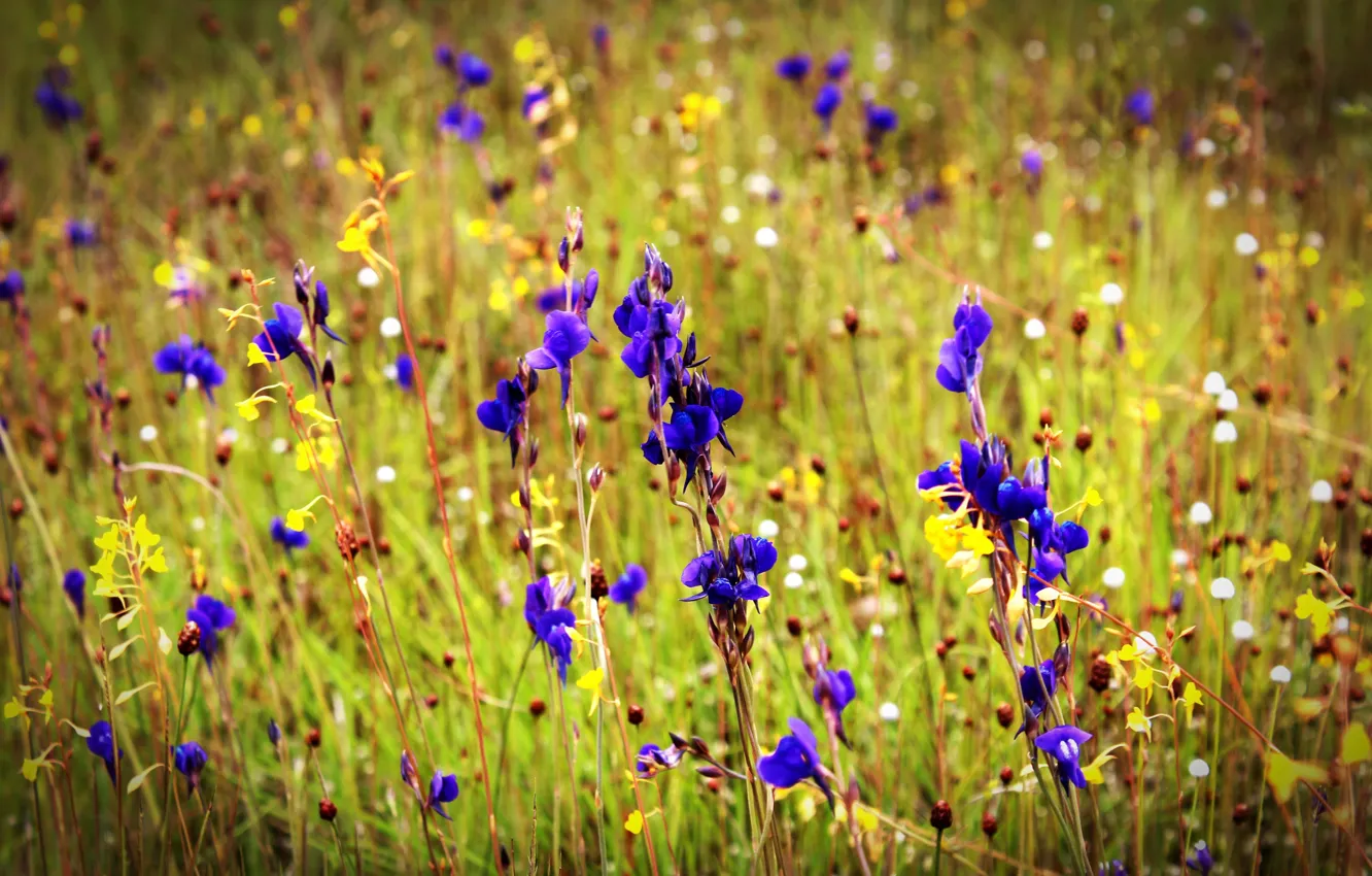 Photo wallpaper nature, Wallpaper, purple, wildflowers