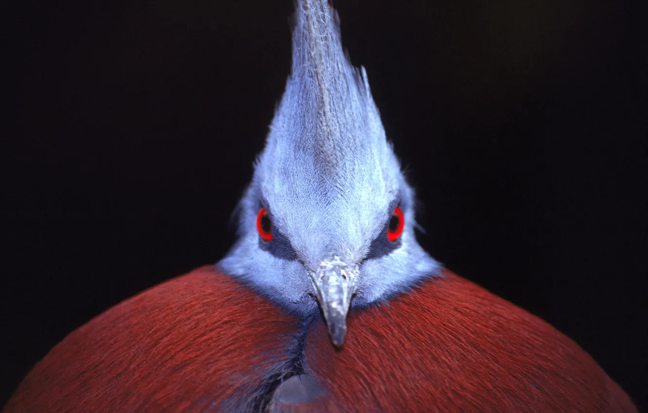 Photo wallpaper eyes, bird, feathers, beak