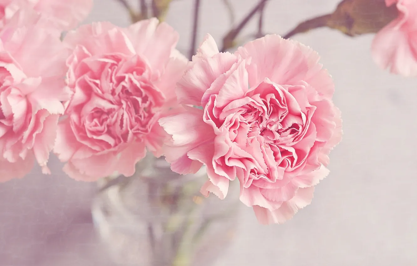 Photo wallpaper flowers, bouquet, vase, pink, clove
