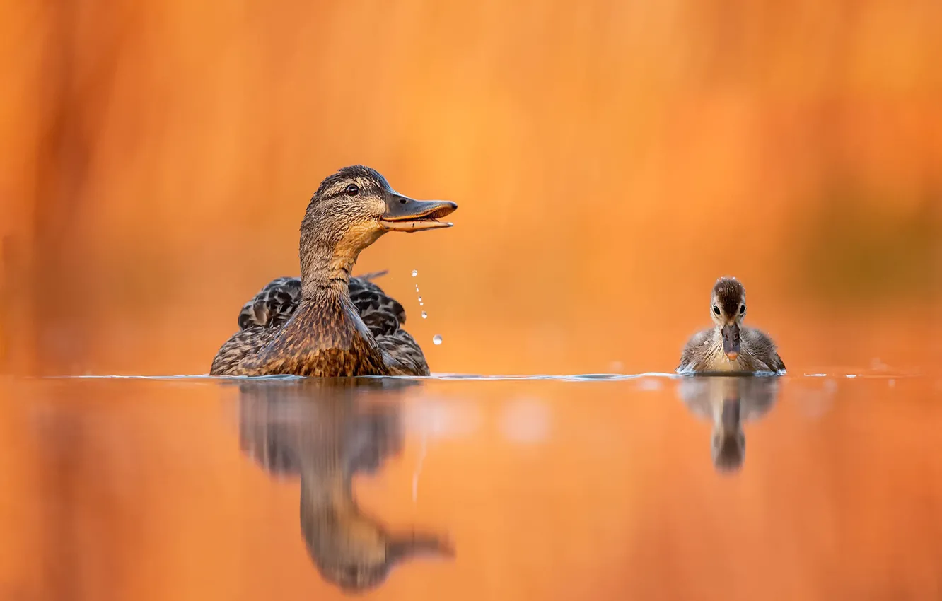 Photo wallpaper water, birds, reflection, background, duck, duck, chick