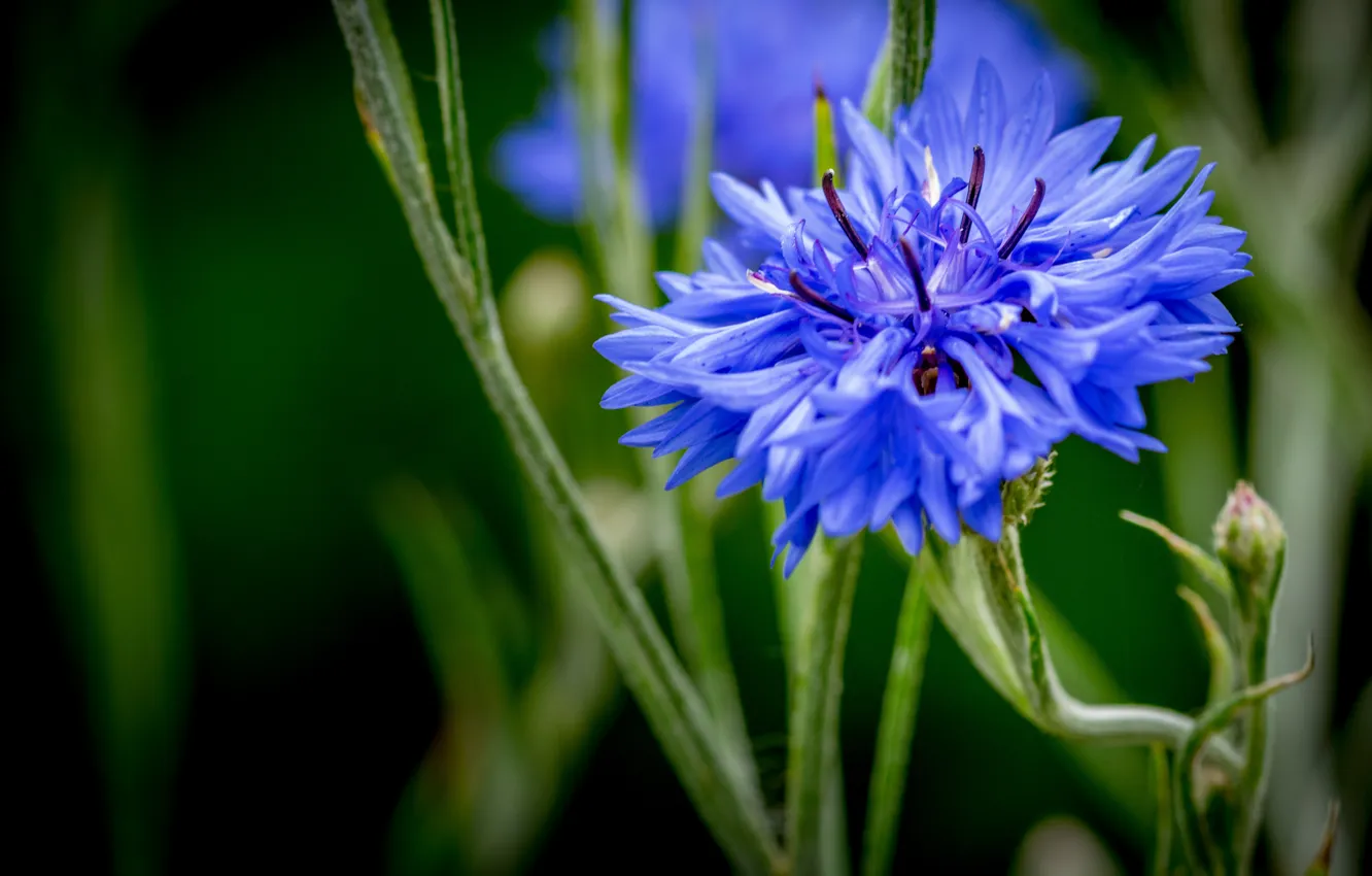 Photo wallpaper macro, blue, stem, cornflowers