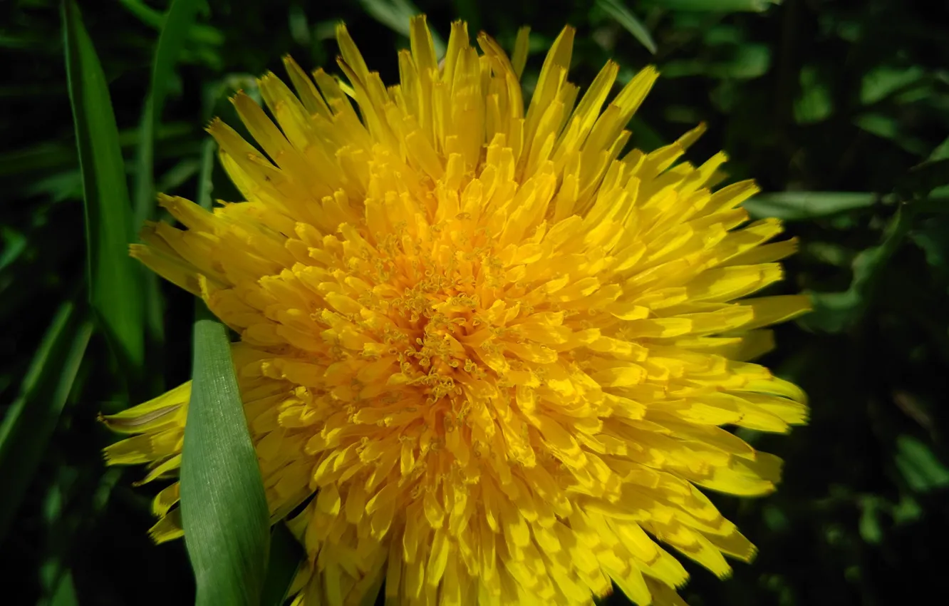 Photo wallpaper dandelion, April, spring 2018, Mamala ©