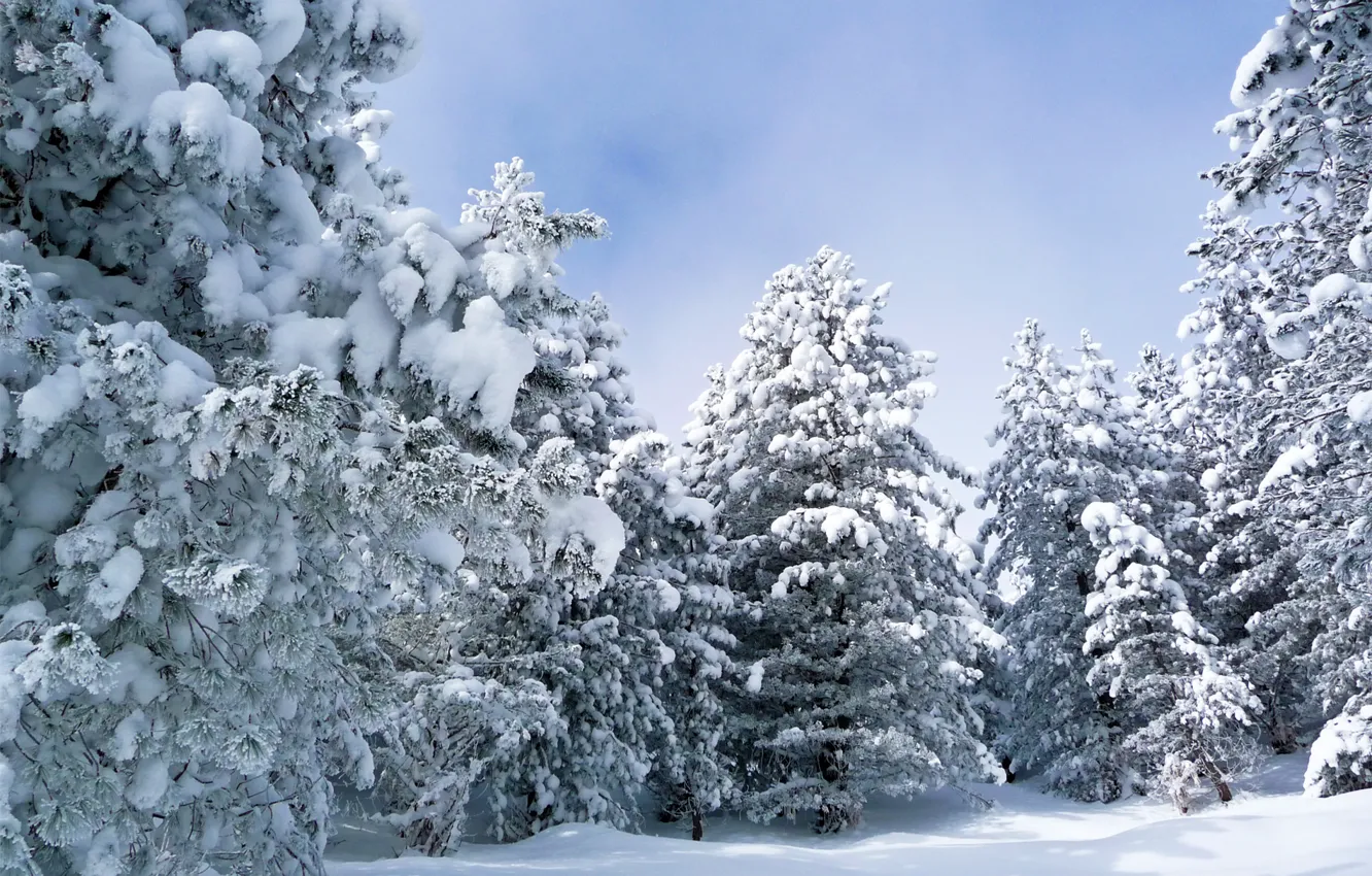 Photo wallpaper winter, forest, snow, Shaft