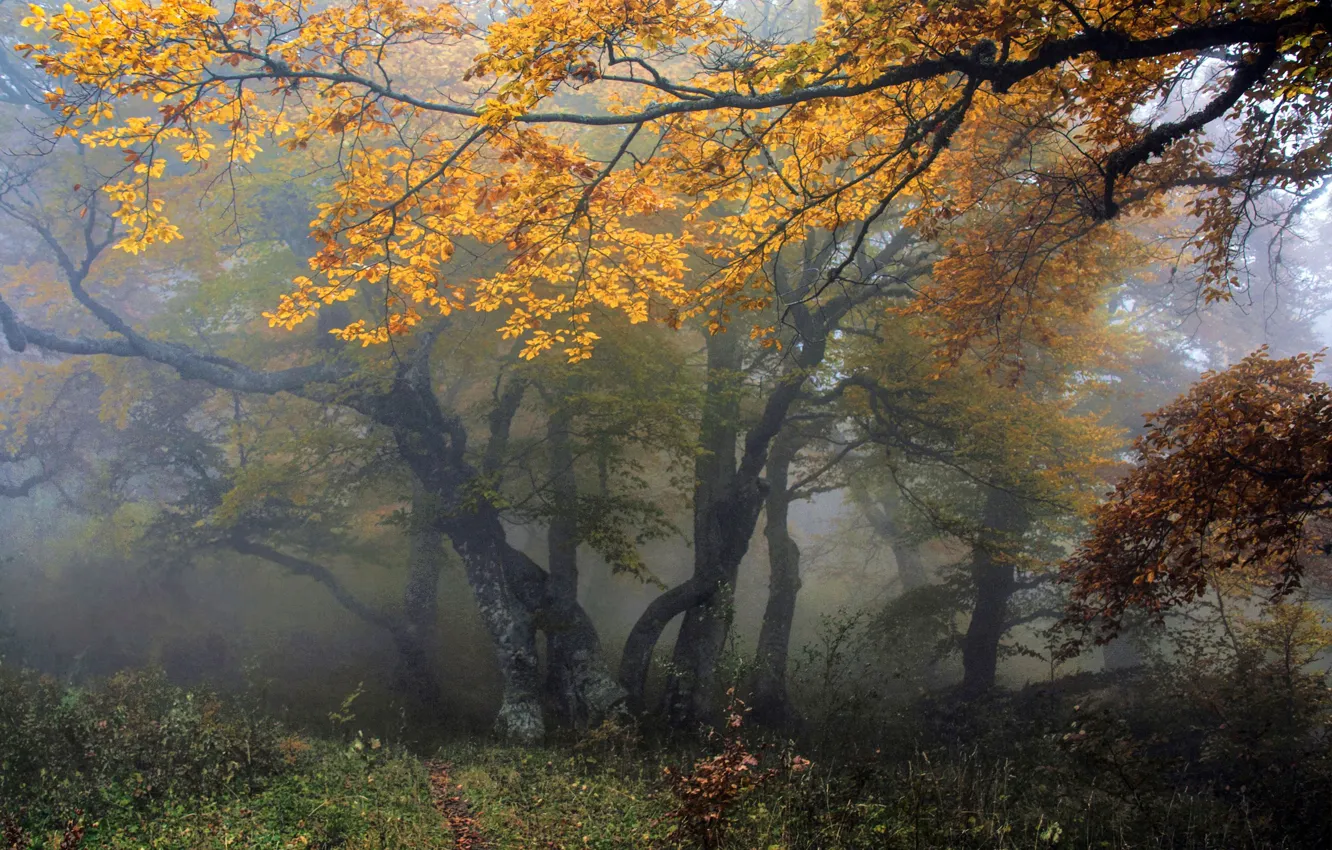 Photo wallpaper autumn, forest, trees, nature, fog, Alexey Milokost