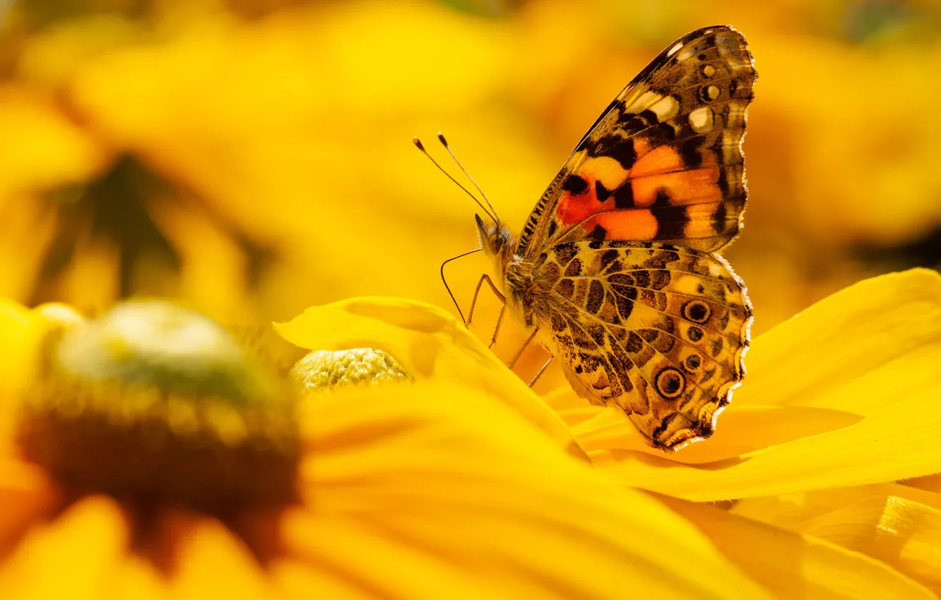 Photo wallpaper macro, flowers, nature, butterfly, yellow, garden, insect, bokeh