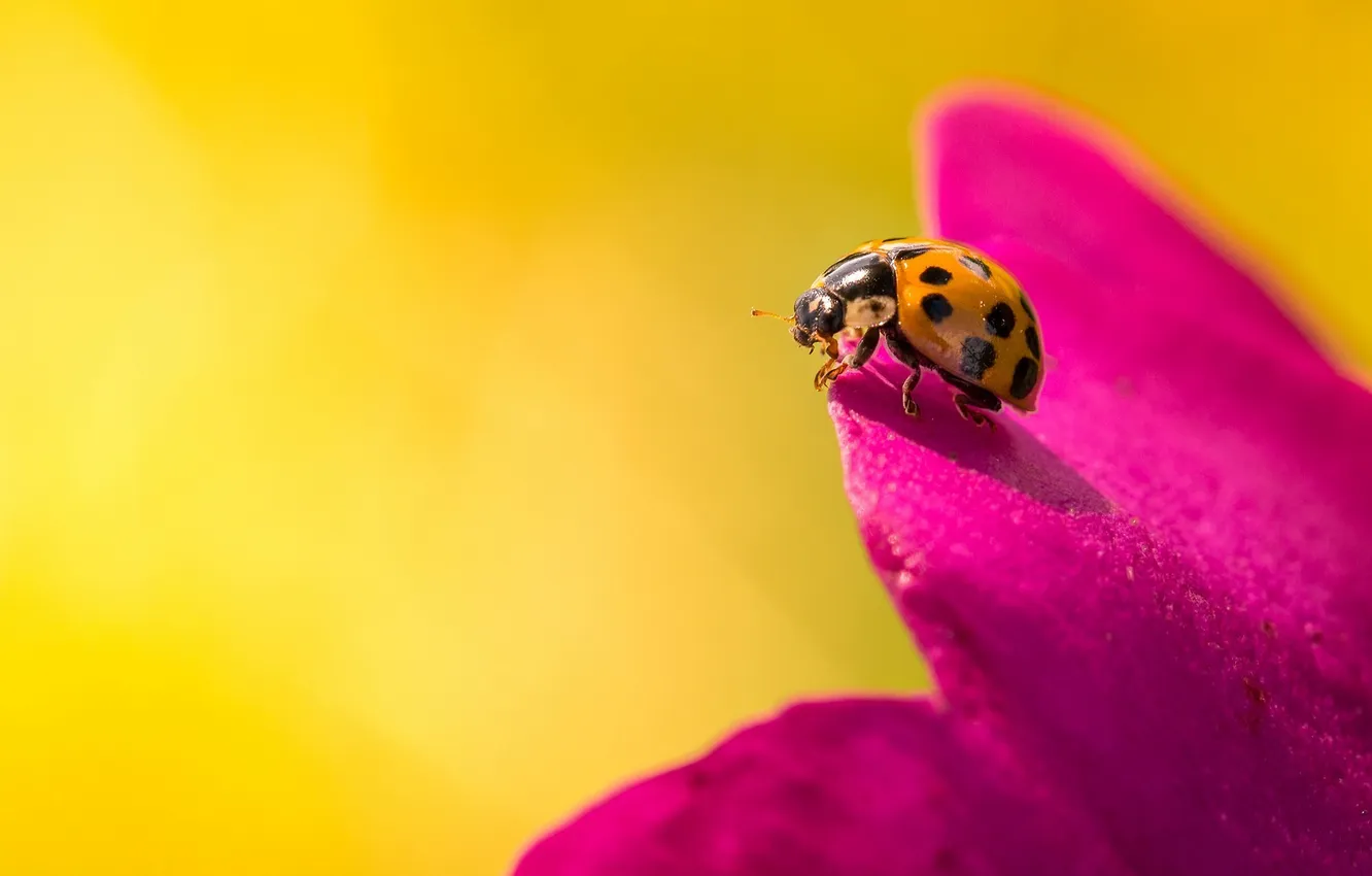 Photo wallpaper nature, background, ladybug