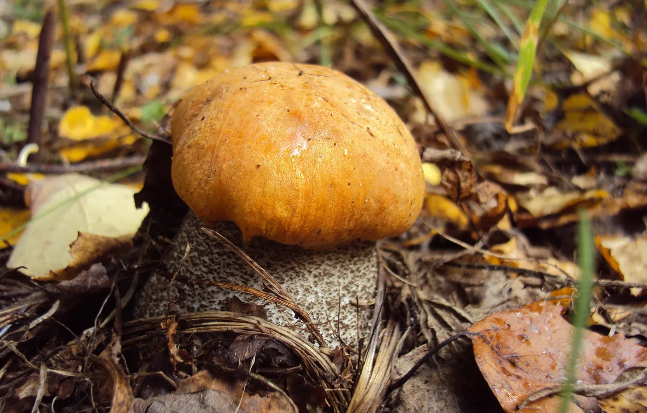 Photo wallpaper forest, nature, mushrooms, Krasnyuk, Oddih