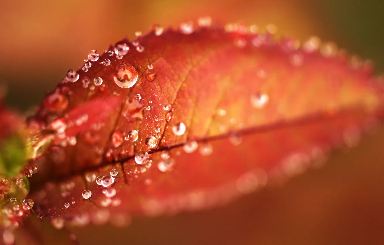 Photo wallpaper autumn, drops, macro, Rosa, leaf