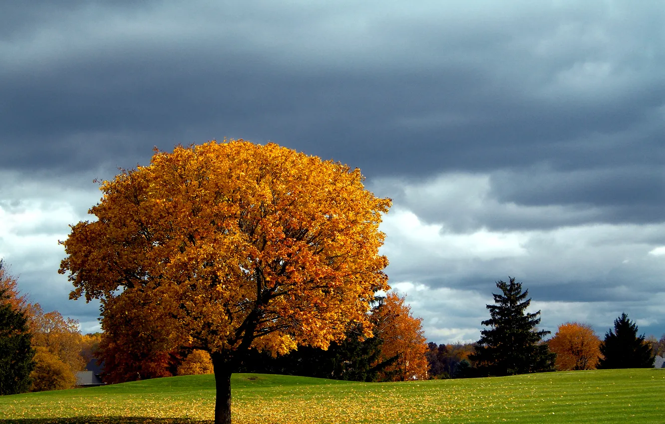 Photo wallpaper autumn, the sky, trees, lawn