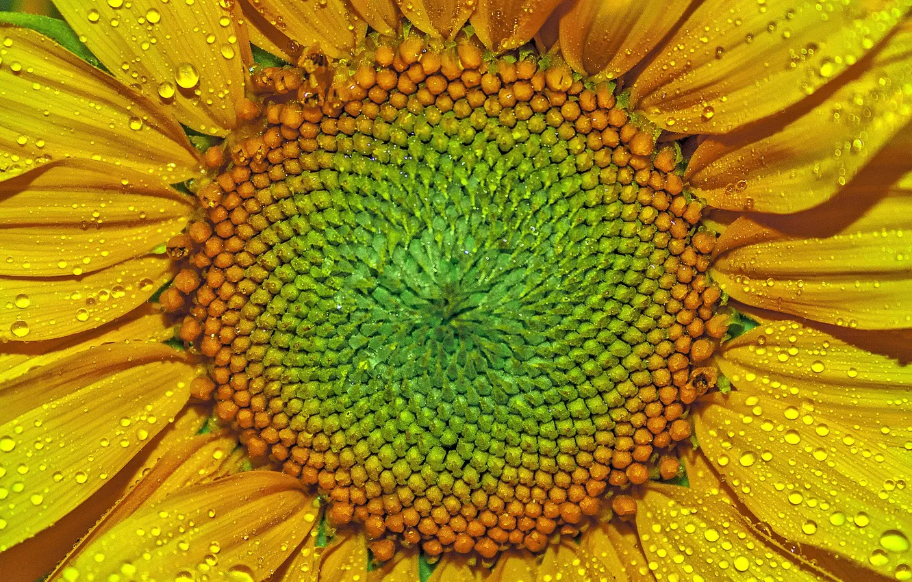 Photo wallpaper drops, petals, sunflower