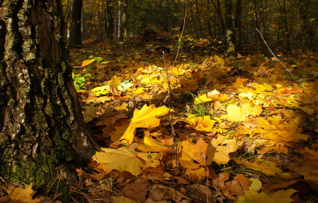Photo wallpaper silence, beautiful, on the grass, maple, autumn, in the woods, Sunny day, the tree