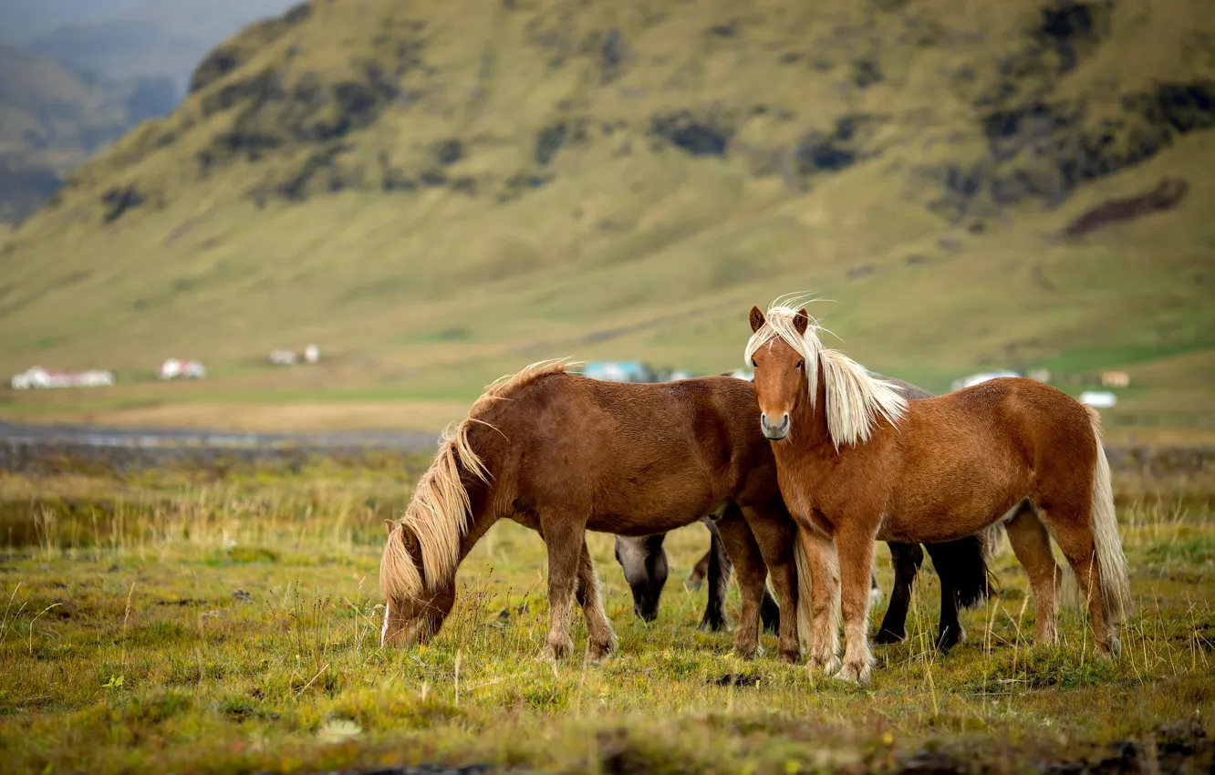 Photo wallpaper field, mountains, horse, horse, slope, pasture, pair, pony
