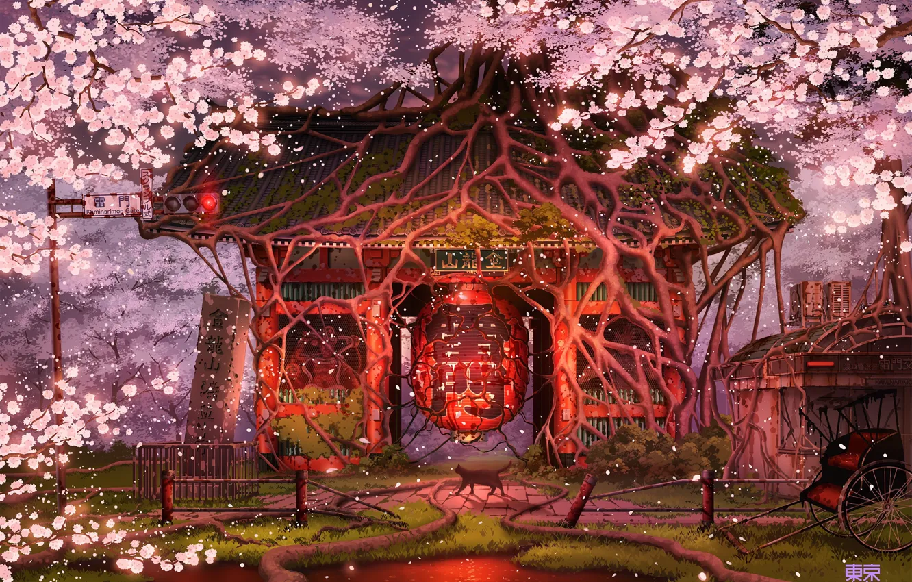 Photo wallpaper Japan, lantern, stroller, temple, sanctuary, black cat, abandoned area, the cherry blossoms