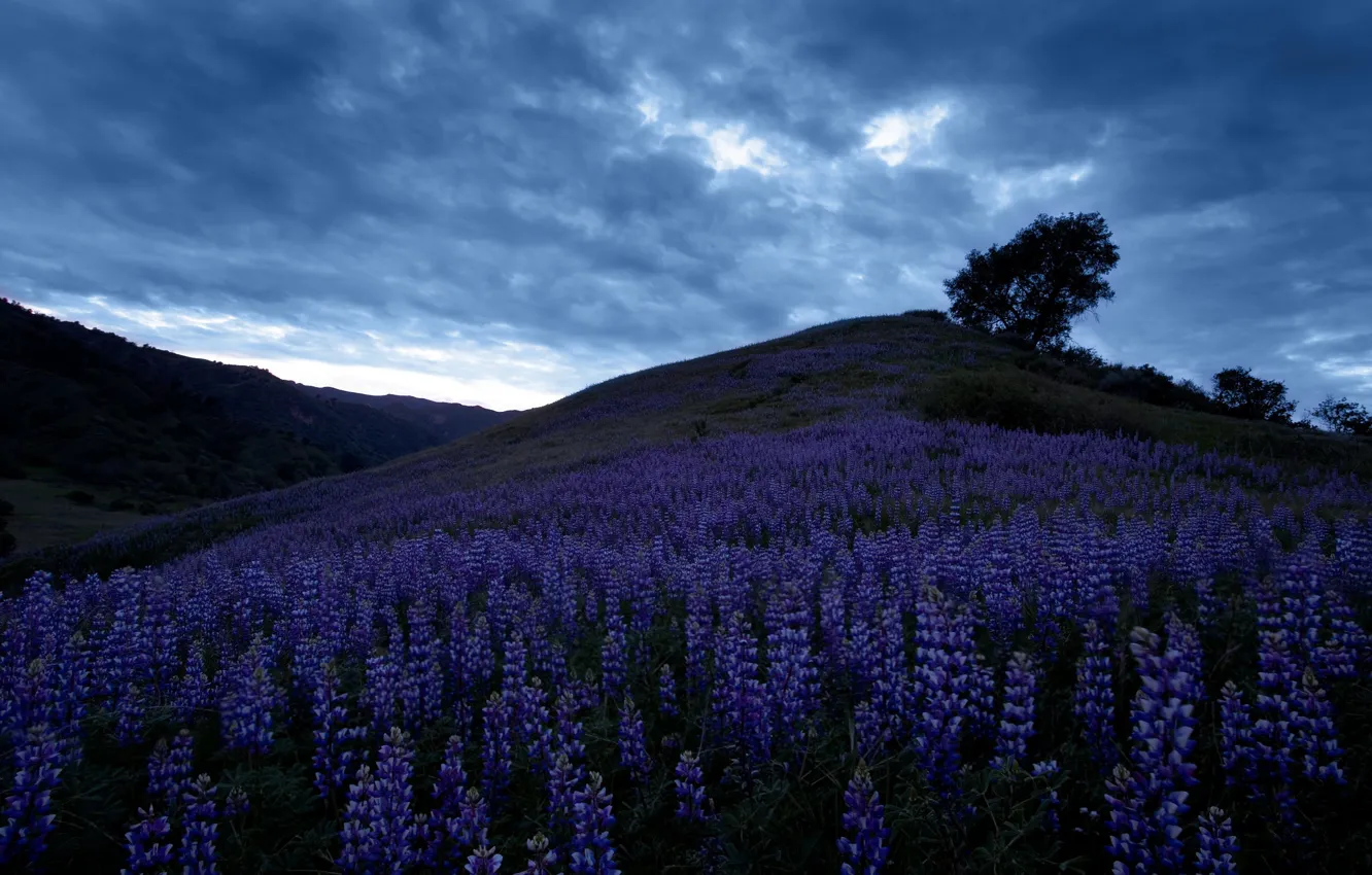 Photo wallpaper field, summer, the sky, trees, flowers, clouds, hills, the evening