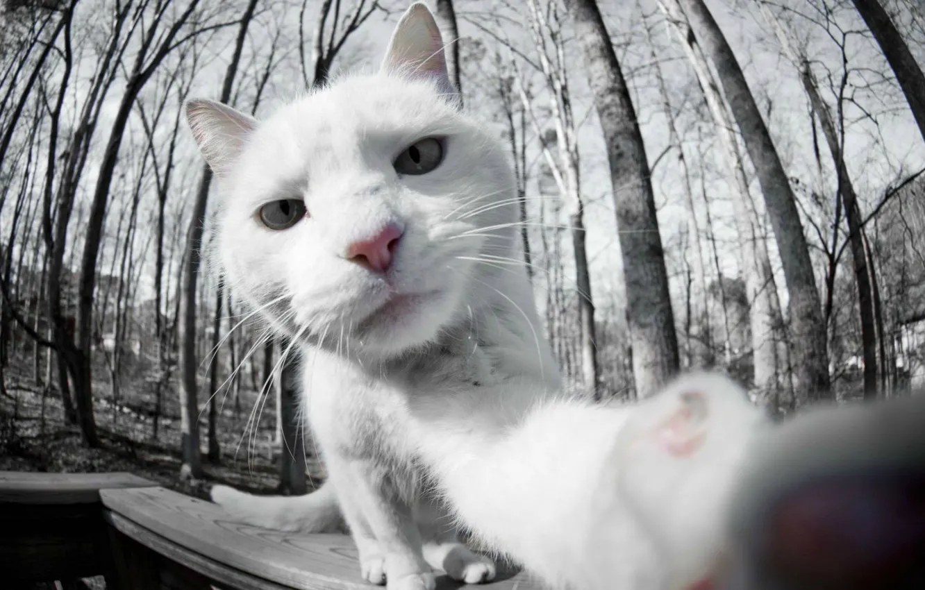 Photo wallpaper white, cat, photo, white, cat, selfie, on camera