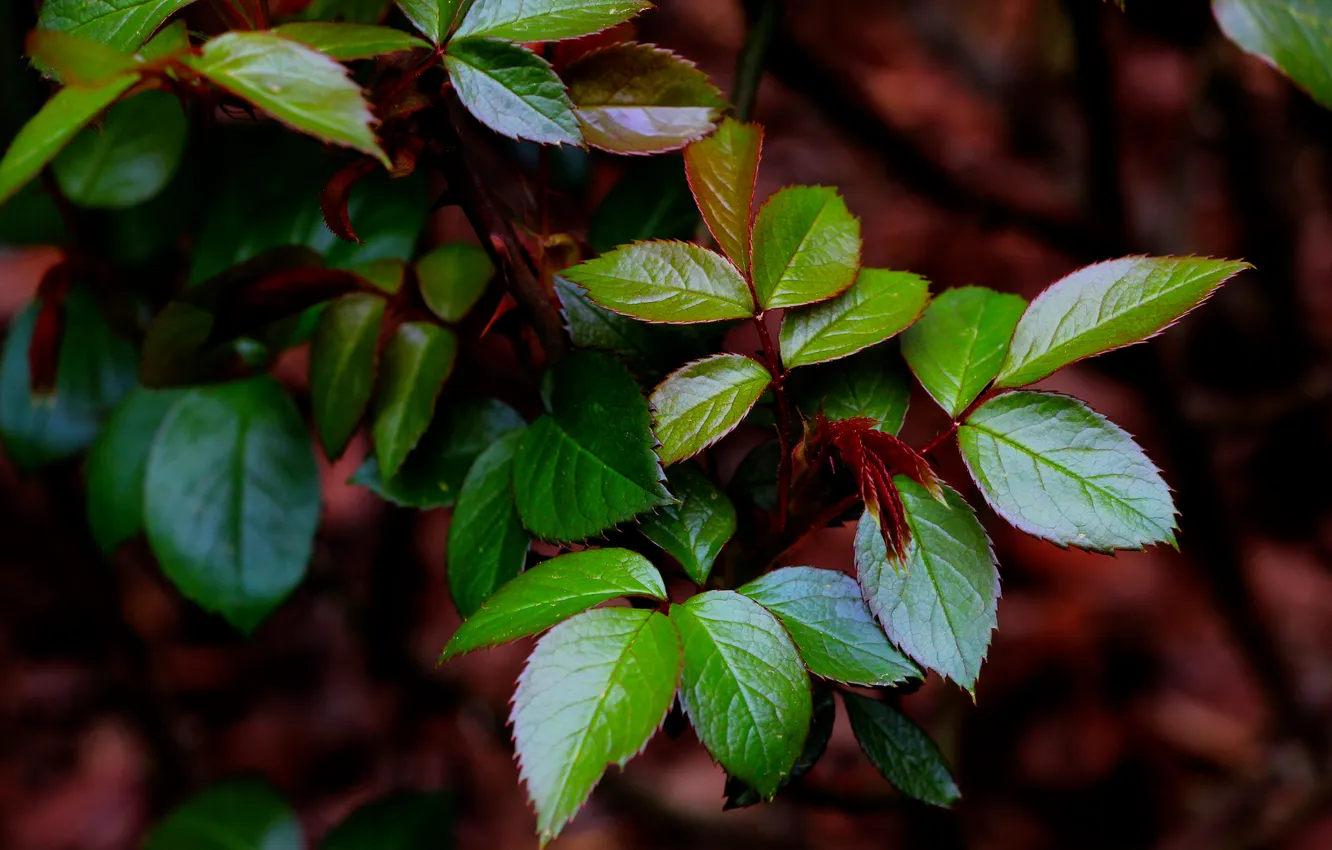 Photo wallpaper spring, leaf, twig