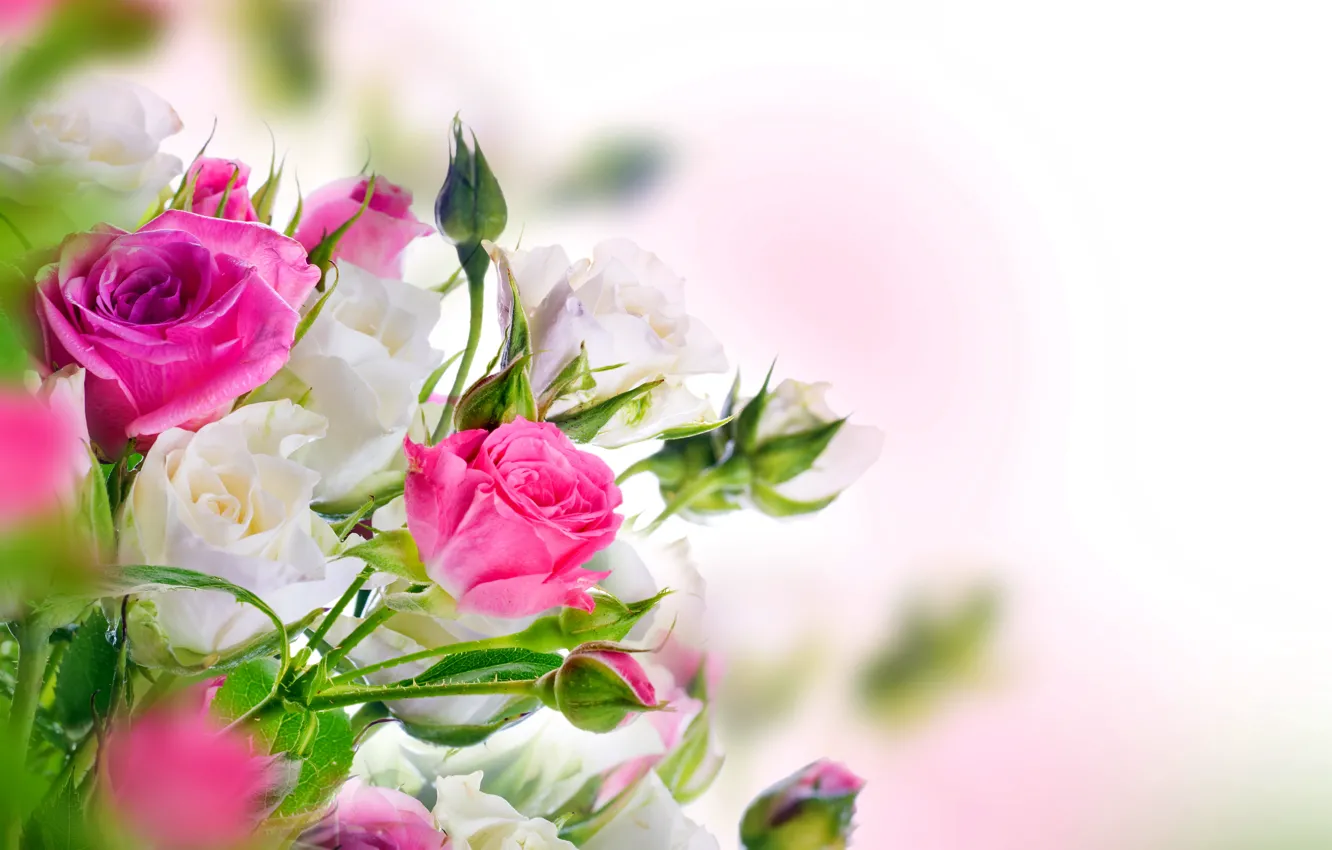 Photo wallpaper roses, white, buds, pink, blossom, flowers, beautiful, roses