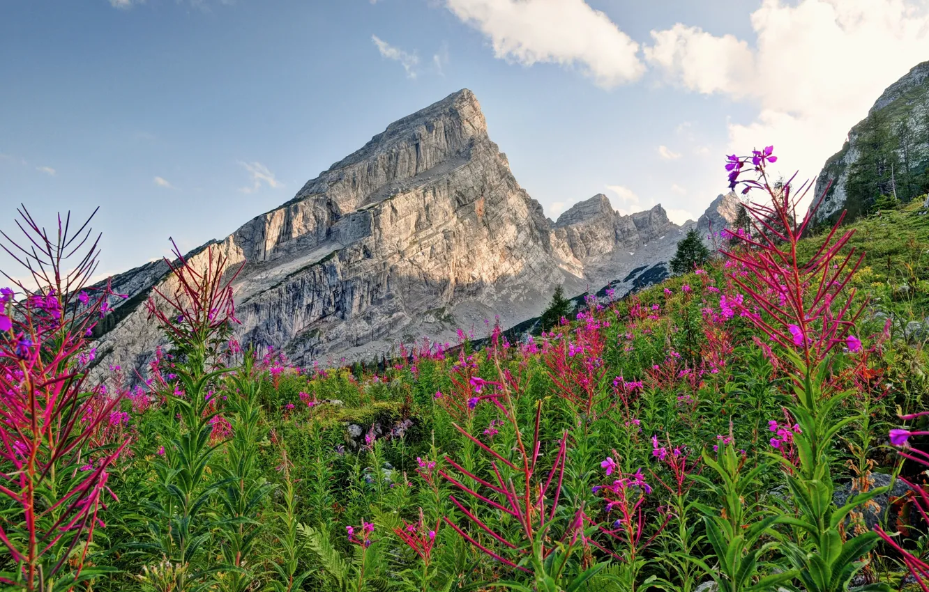 Photo wallpaper flowers, mountains, nature, plant, Alps, nature, flowers, mountains