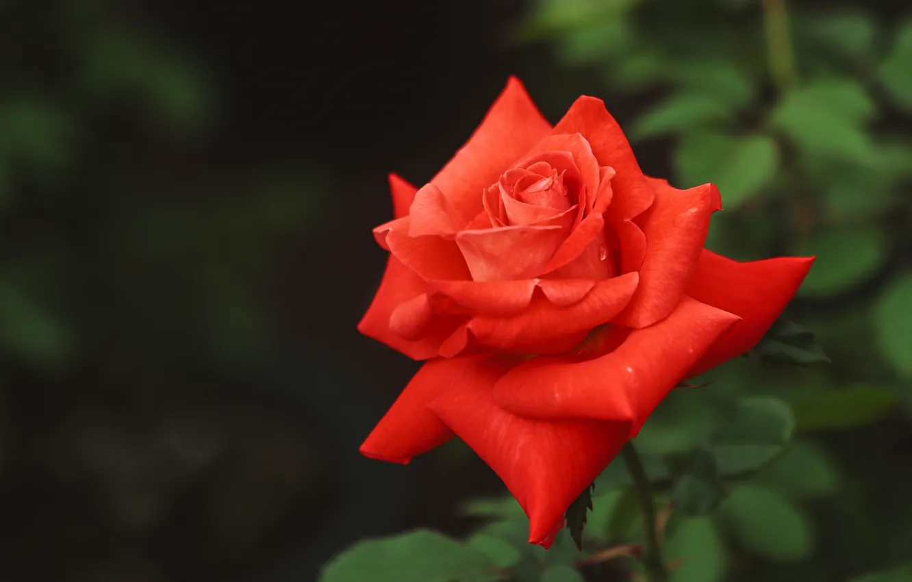 Photo wallpaper roses, scarlet, bokeh