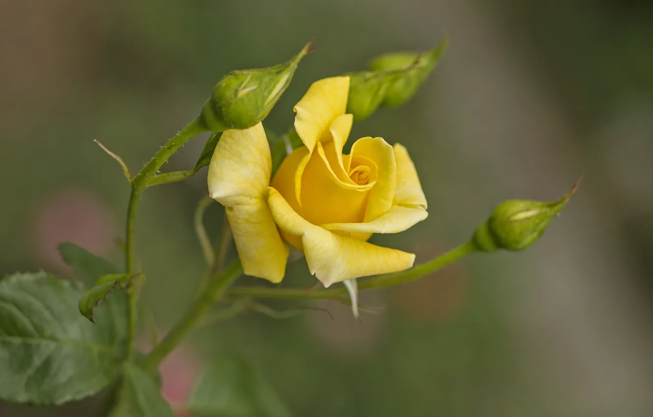 Photo wallpaper rose, Bush, buds, yellow