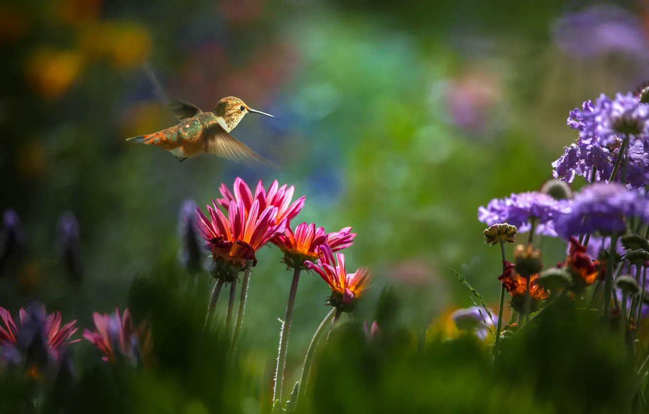 Photo wallpaper flowers, nature, Hummingbird, flight, bird, Thai Phung
