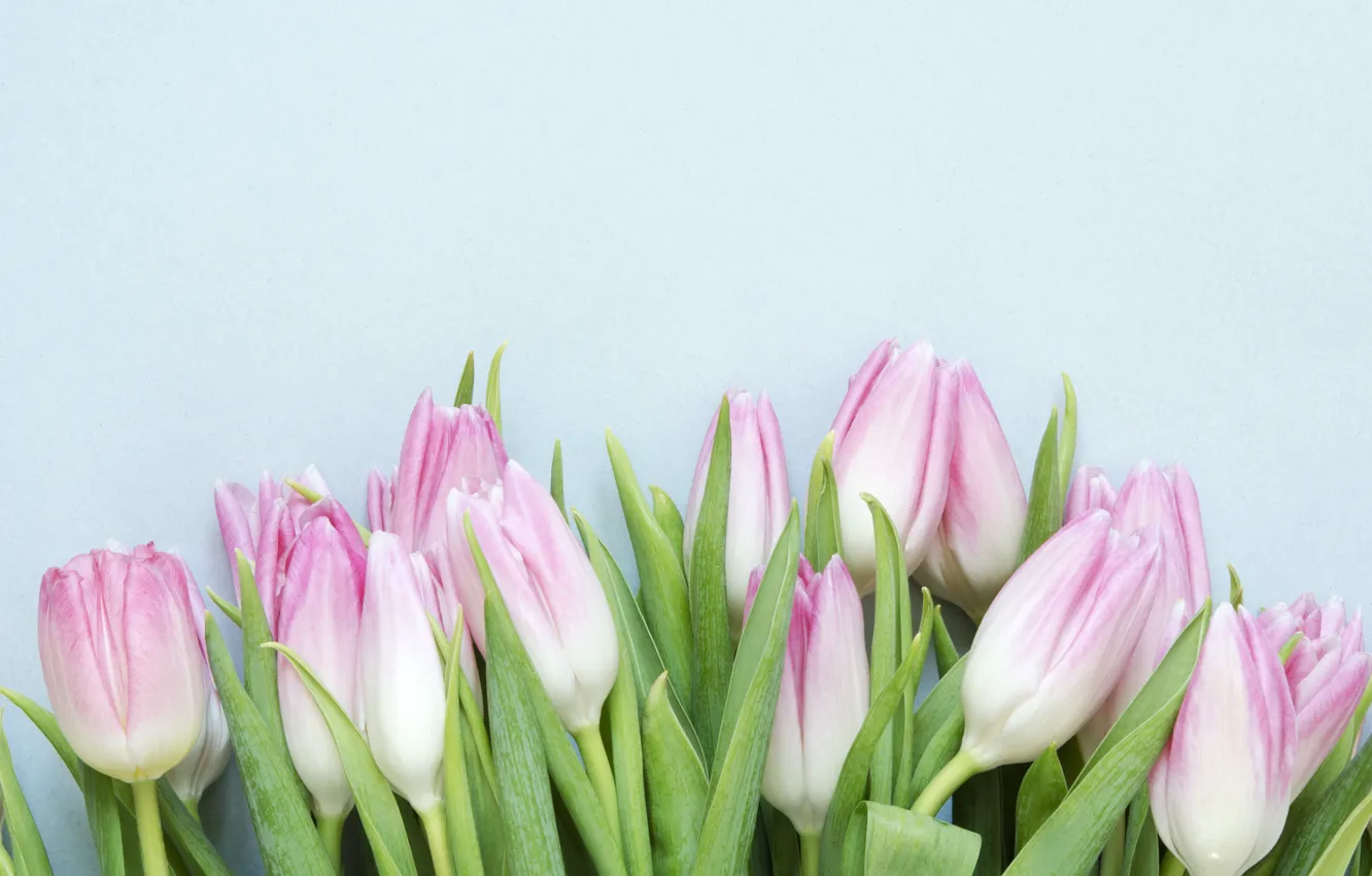 Photo wallpaper flowers, pink, bouquet, spring, tulips