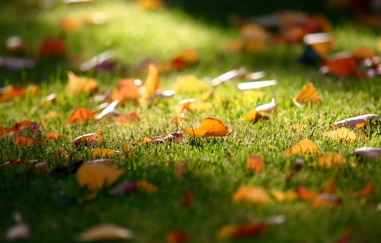Photo wallpaper autumn, grass, leaves, lawn, falling