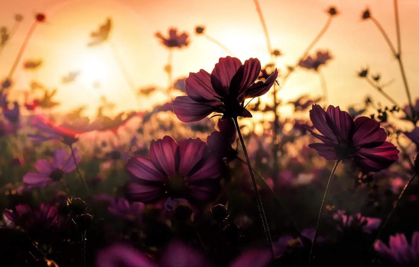 Photo wallpaper summer, flowers, nature
