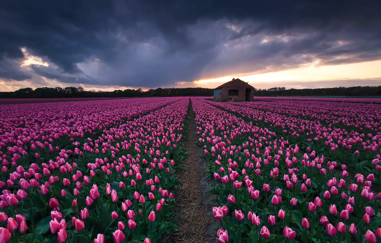 Photo wallpaper field, flowers, clouds, spring, tulips, house, pink, buds