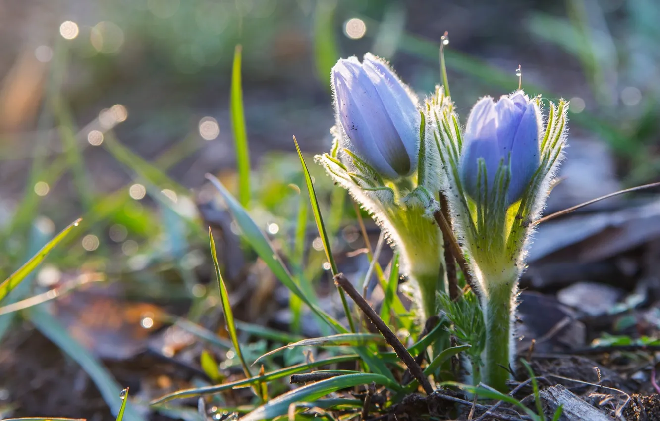 Photo wallpaper spring, anemones, sleep-grass