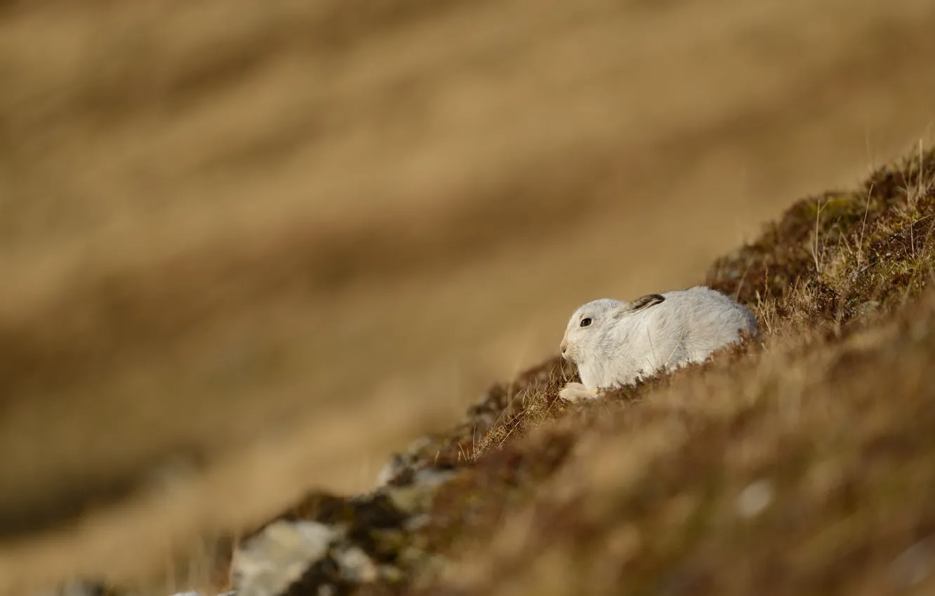 Photo wallpaper field, grass, hills, hare, slope, bokeh, Whitey