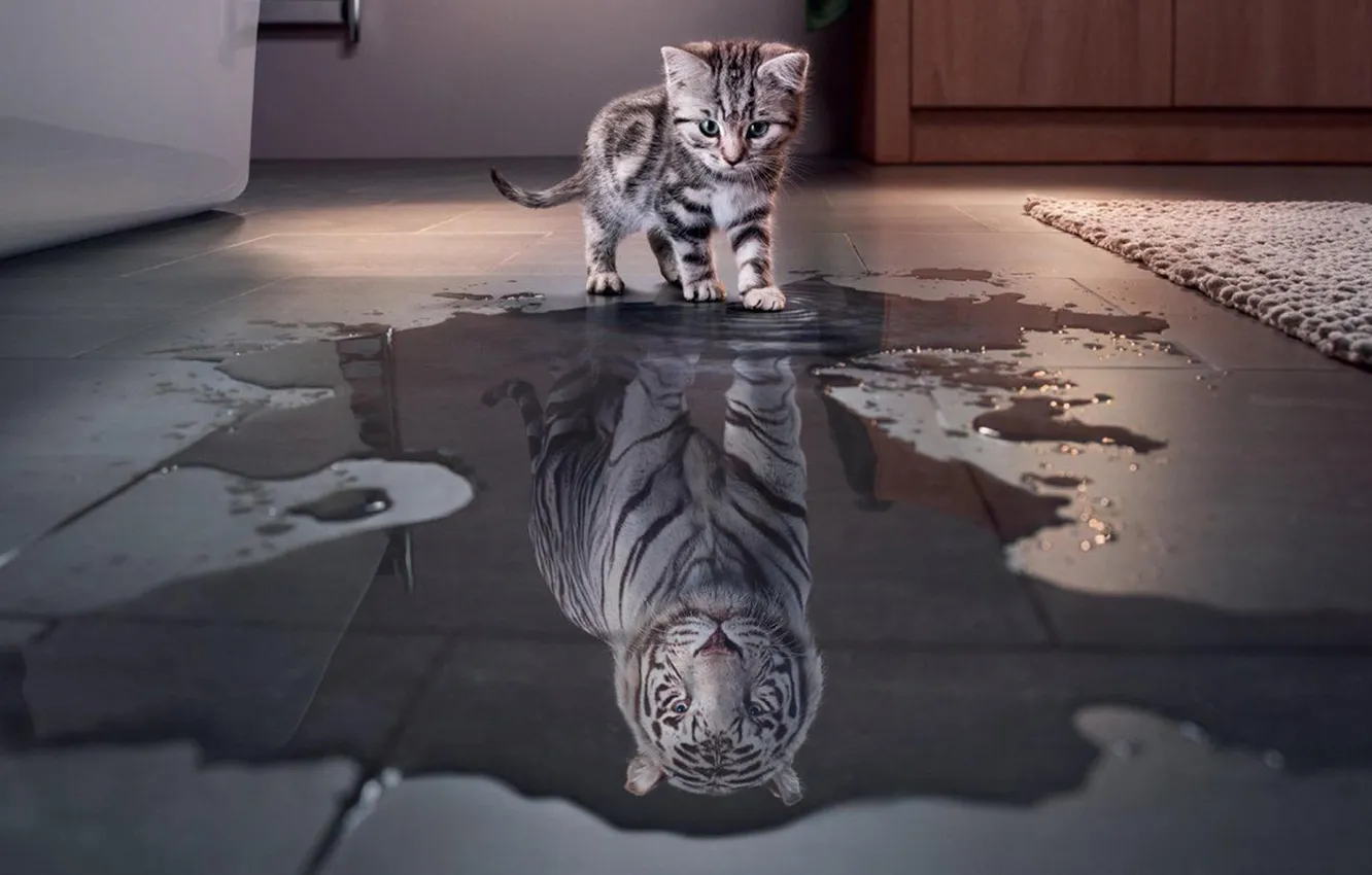 Photo wallpaper animals, cats, reflection, Tiger, Little cat