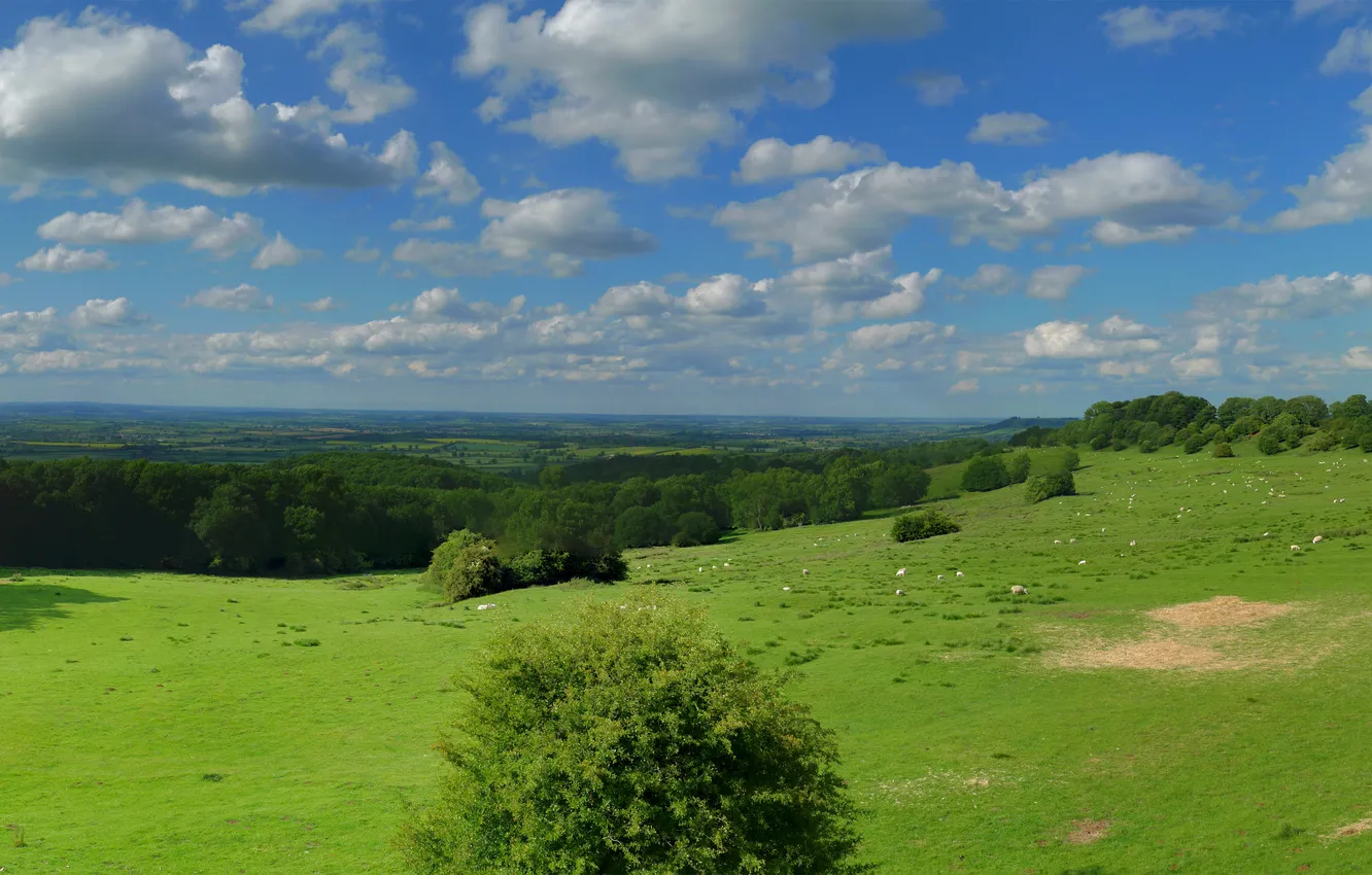 Photo wallpaper forest, the sky, grass, clouds, trees, landscape, nature, photo