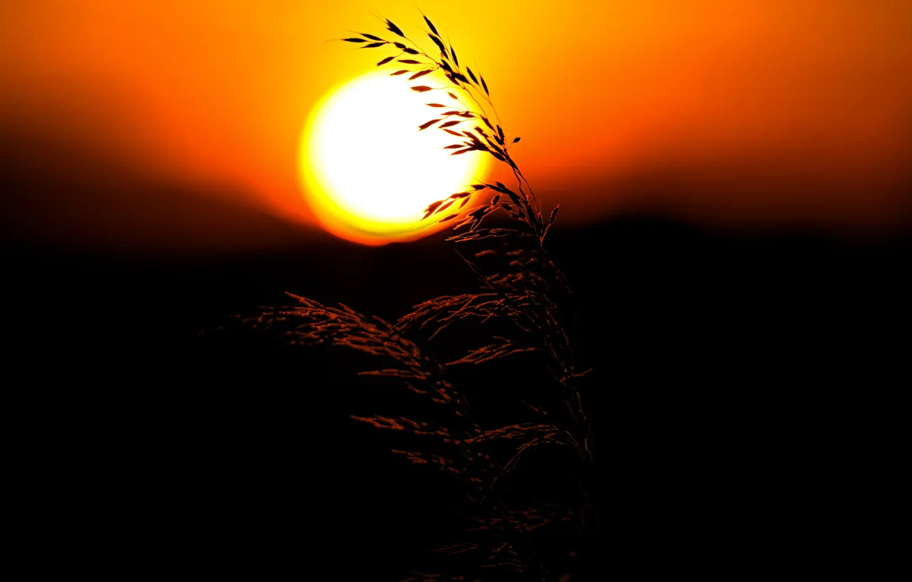 Photo wallpaper grass, the sun, sunset, plant, silhouette