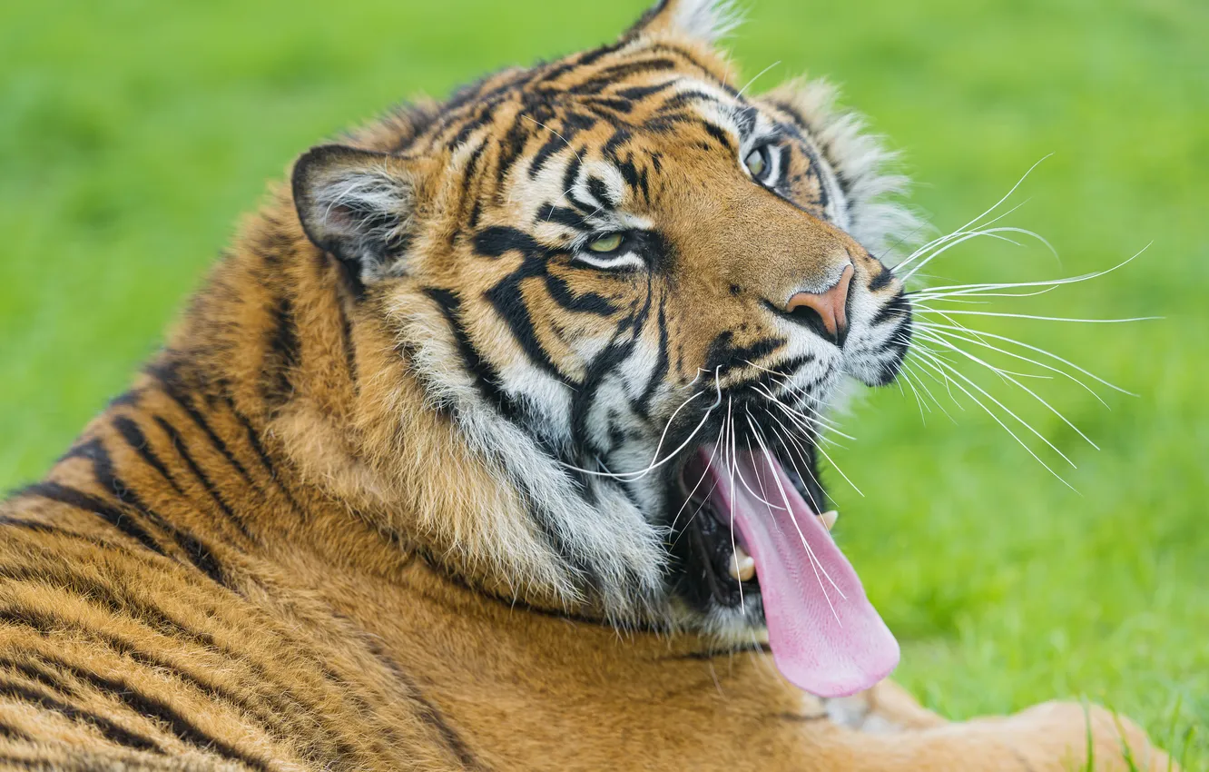 Photo wallpaper language, cat, tiger, yawns, ©Tambako The Jaguar, Sumatran