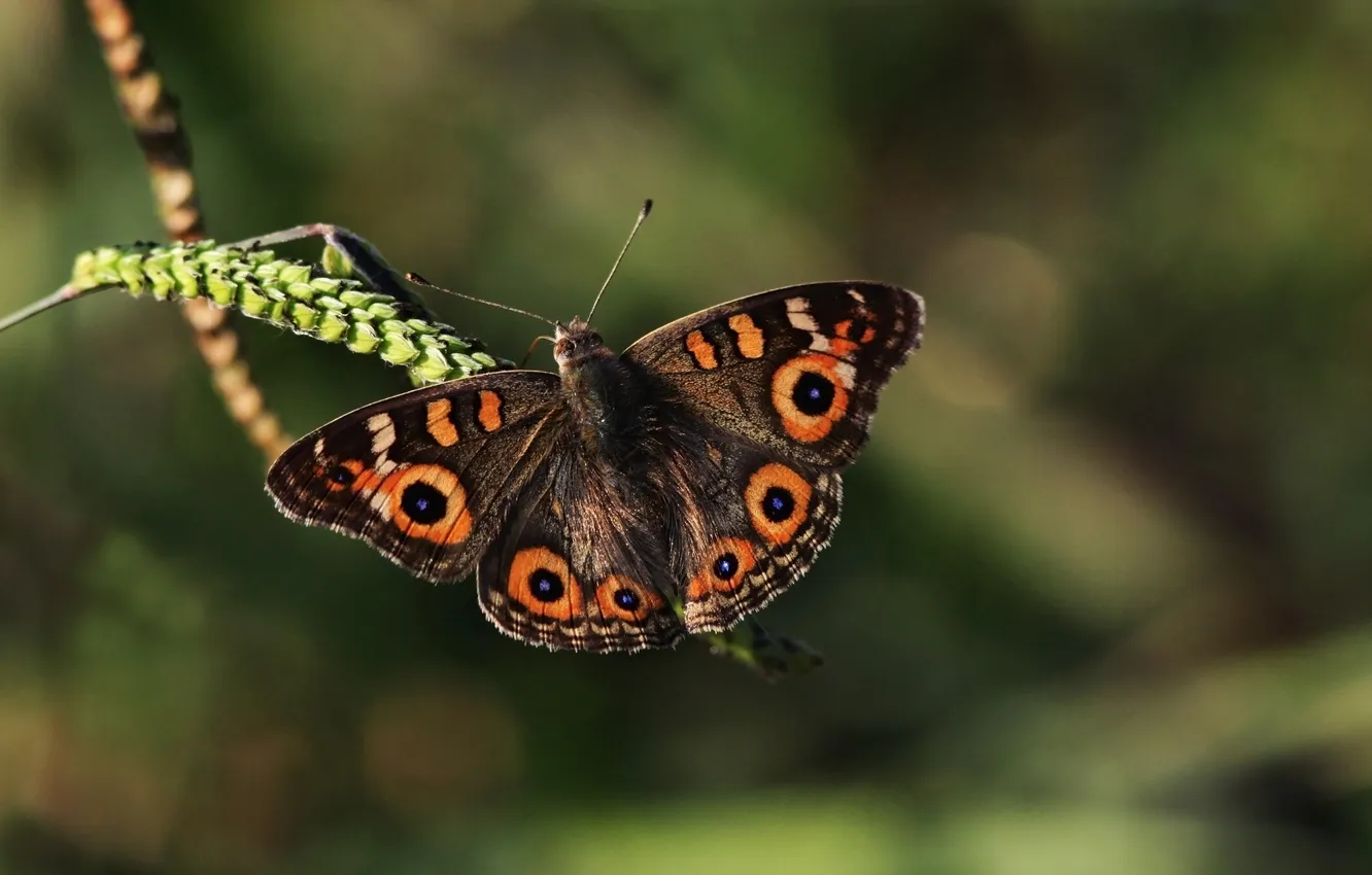 Photo wallpaper butterfly, blur, spikelets, a blade of grass