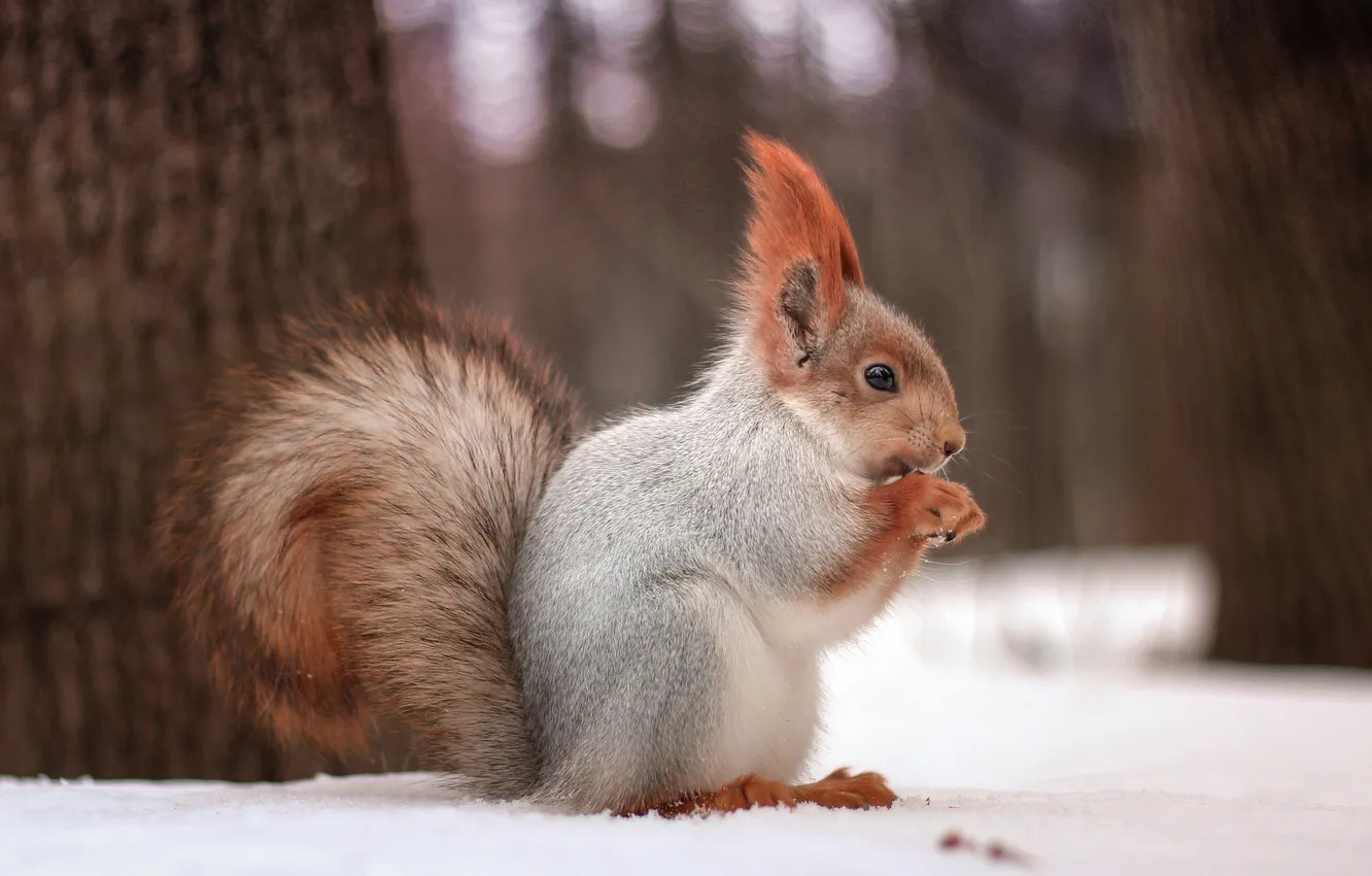 Photo wallpaper winter, forest, look, snow, trees, Park, grey, legs