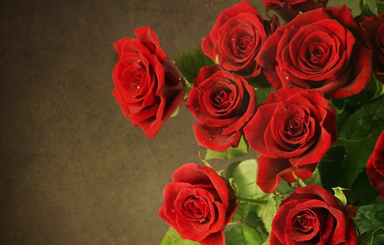 Photo wallpaper flowers, roses, red, red, flowers, roses