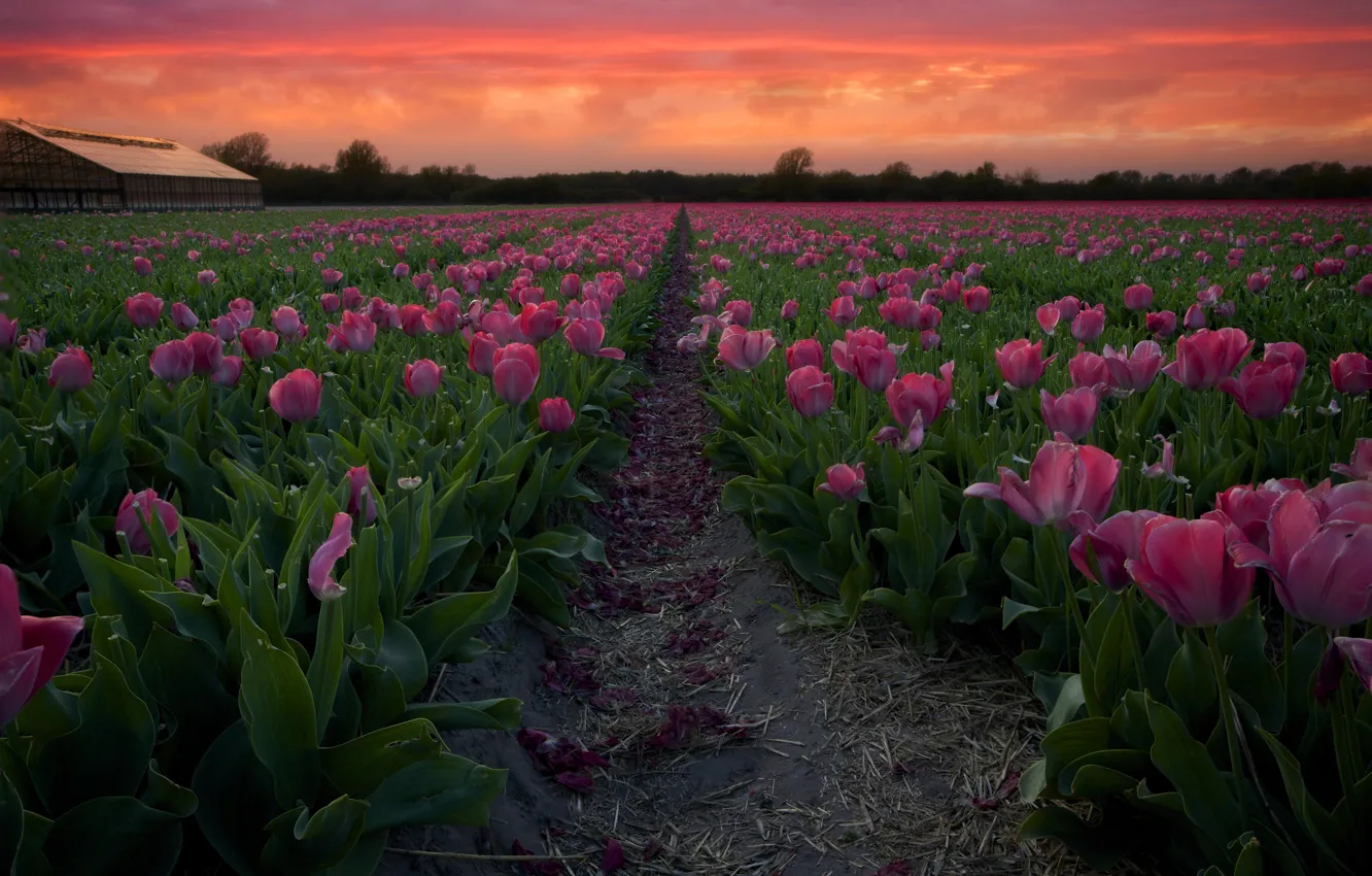 Photo wallpaper field, landscape, sunset, flowers, nature, spring, the evening, track