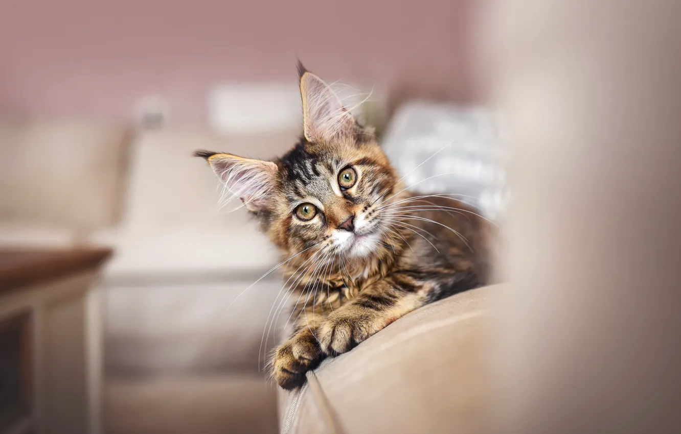 Photo wallpaper cat, cat, look, room, sofa, furniture, lies, kitty