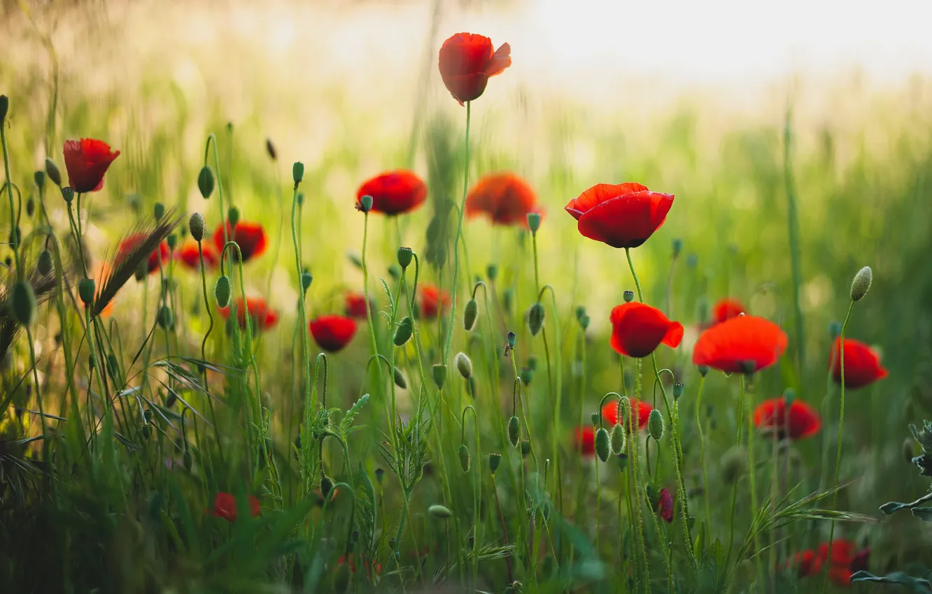 Photo wallpaper summer, Maki, meadow