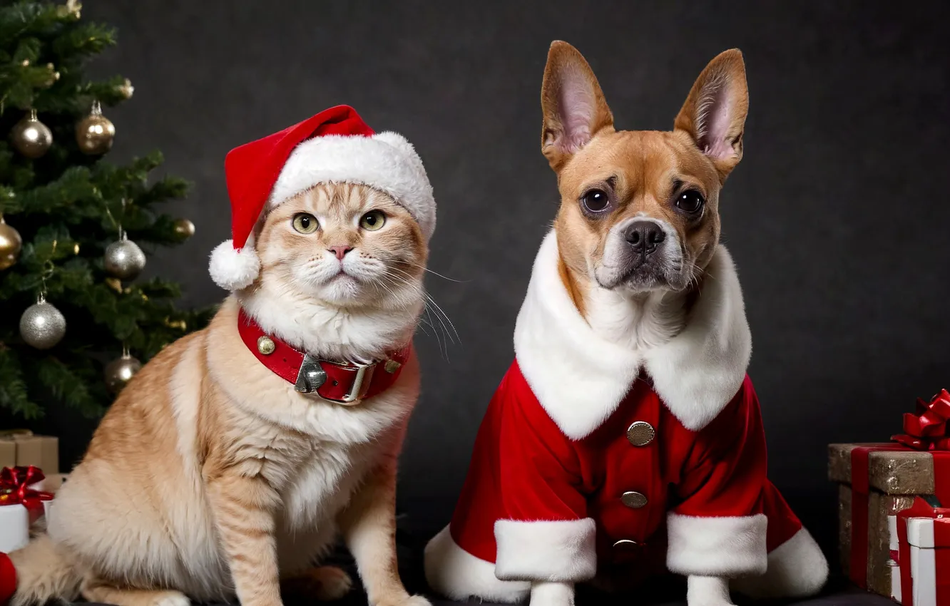 Photo wallpaper cat, cat, look, pose, each, new year, dog, Christmas