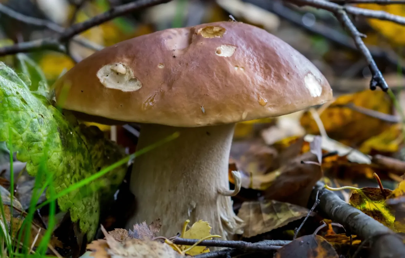 Photo wallpaper autumn, leaves, mushroom