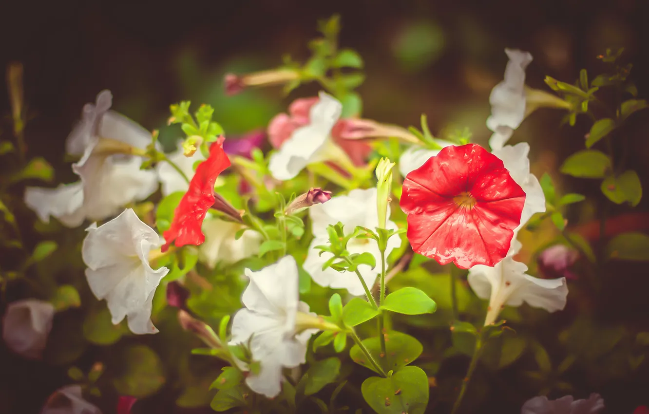 Photo wallpaper macro, flowers, Petunia, Petunia