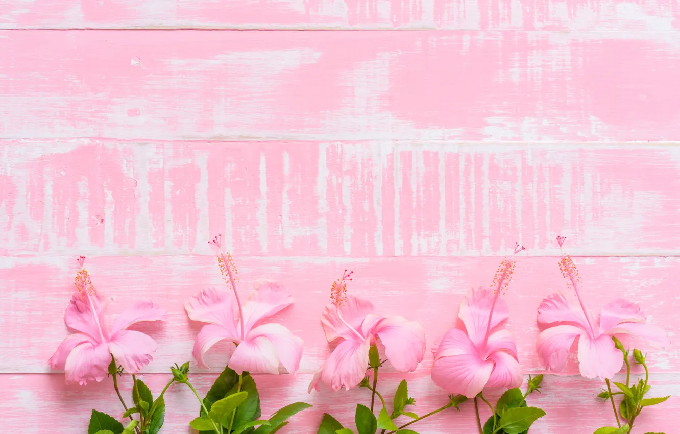 Photo wallpaper flowers, background, pink, wood, pink, flowers