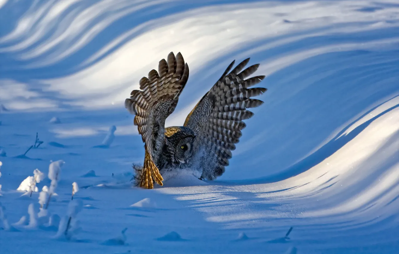Photo wallpaper snow, owl, bird