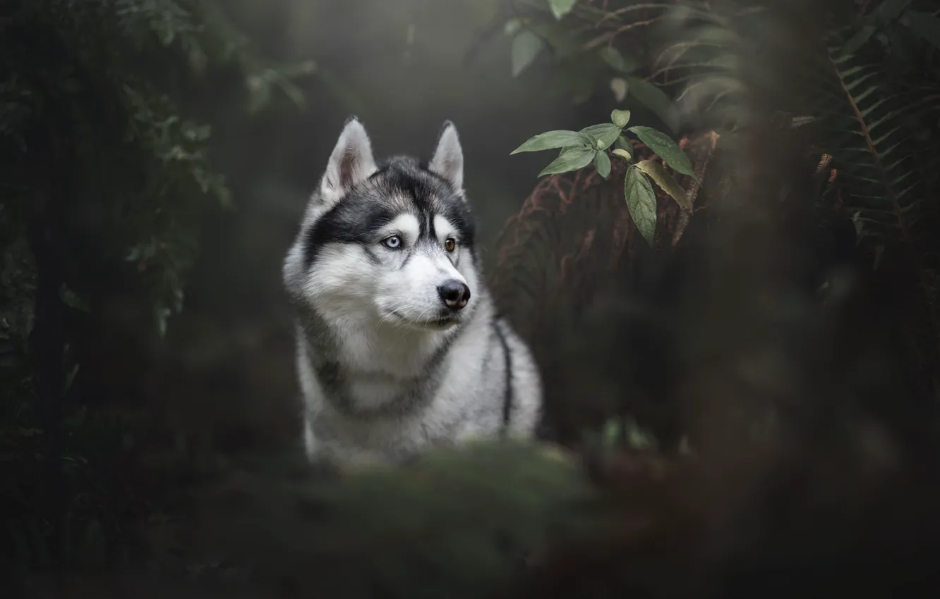 Photo wallpaper forest, look, face, leaves, nature, grey, thickets, vegetation